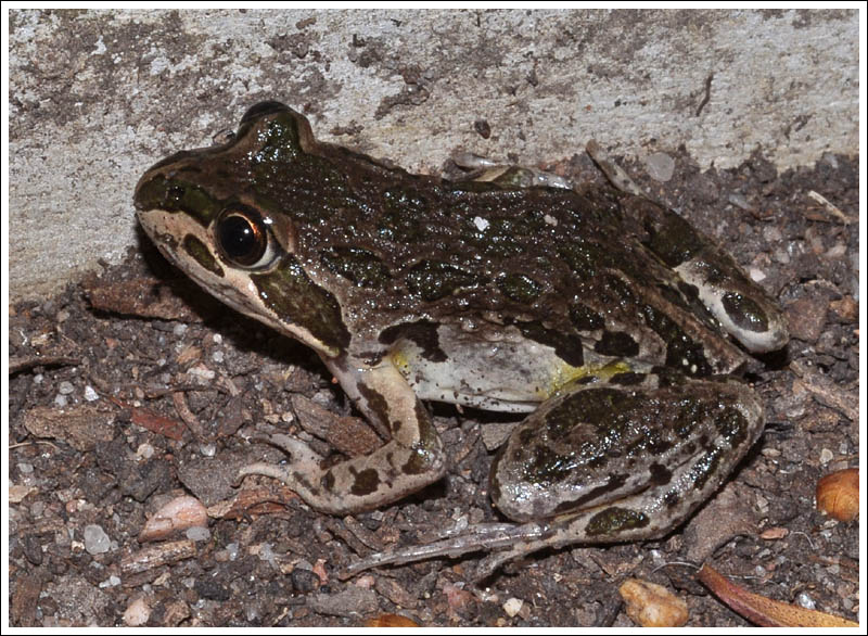 Spotted Marsh Frog.
Limnodynastes tasmaniensis.
