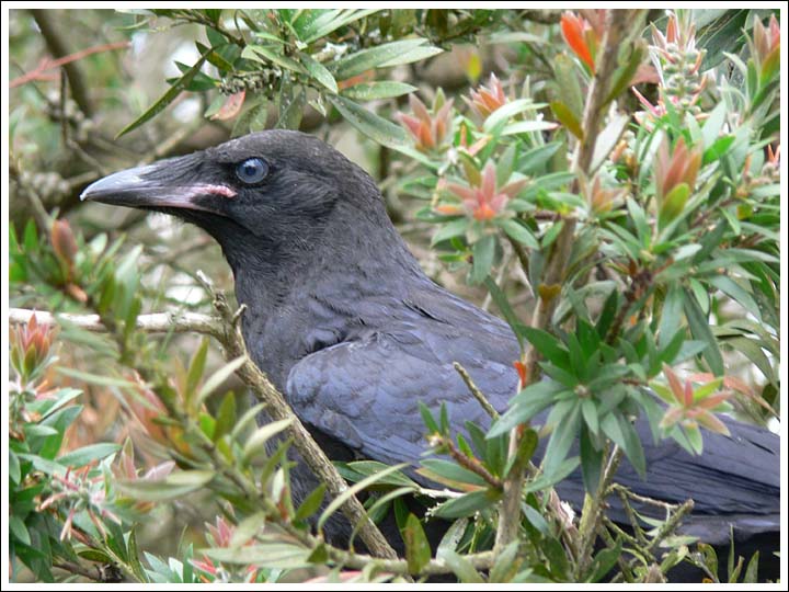 Little Raven.
Recently fledged bird.
