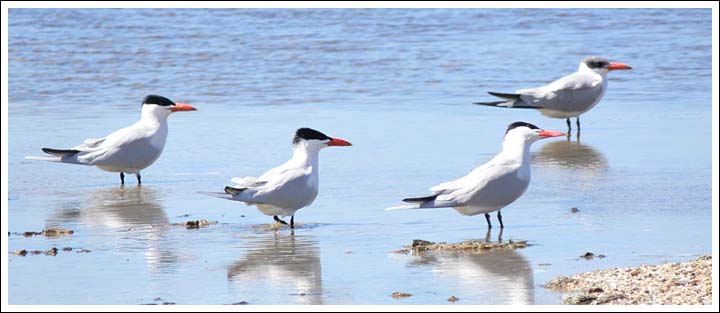Caspian Terns.
Lake Reeve.
