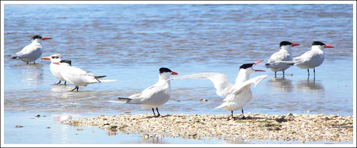 Caspian Terns.
Lake Reeve.
