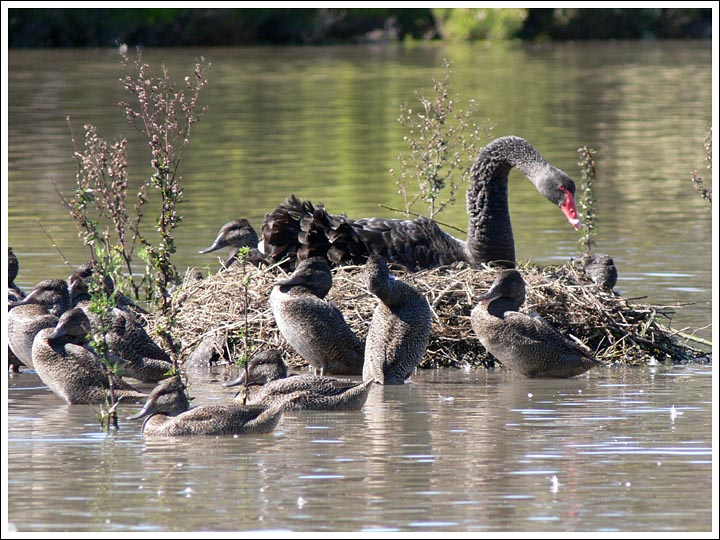 Nesting Black Swan.
