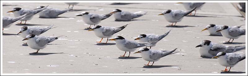 Little and White-winged Black Terns.
