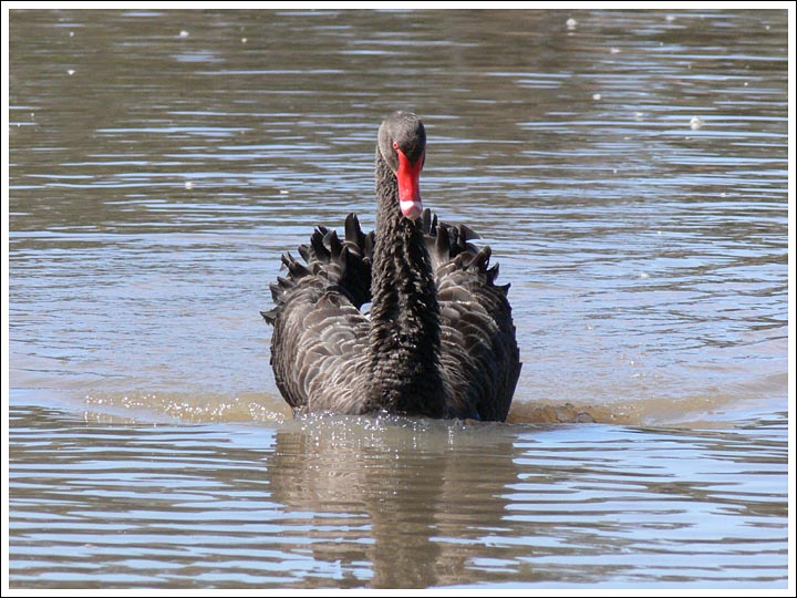 Black Swan.
Warning the photographer.
