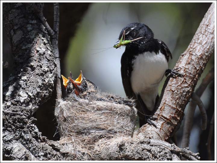 Willie Wagtail nest.
