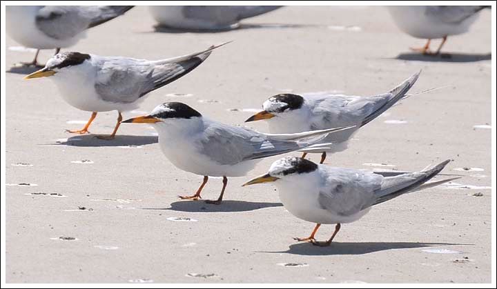 Little and White-winged Black Terns.
