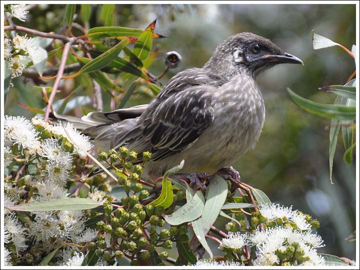 Red Wattlebird.
Juvenile, feeding in Angophora costata.
