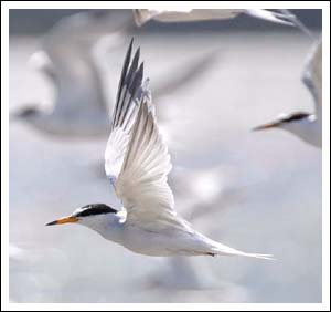 Little Tern.
