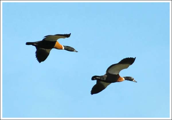 Chestnut-breasted Shelduck in flight.
