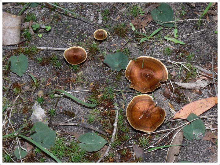 Coltricia cinnamomea.
Shown with leaves of Acianthus pusillus.
