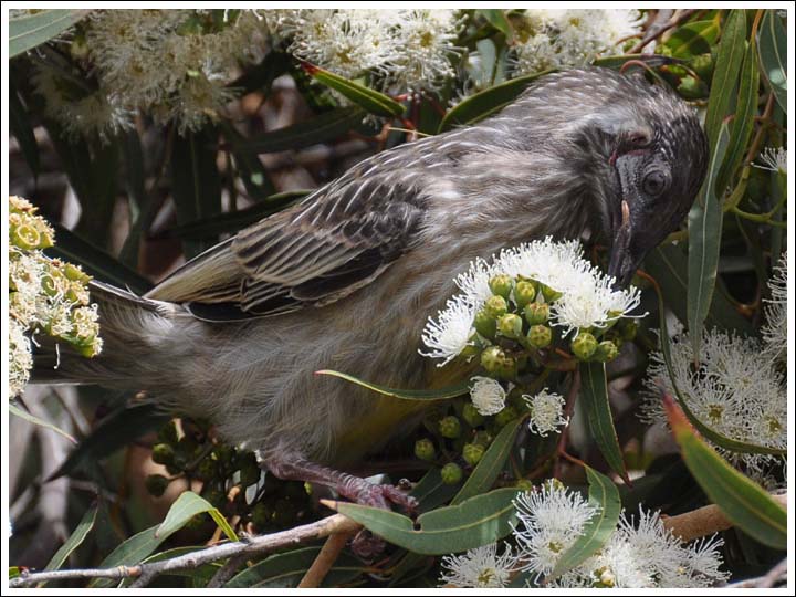 Red Wattlebird.
Juvenile.
