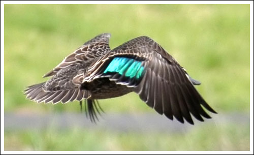 Pacific Black Duck.
Taking off.
