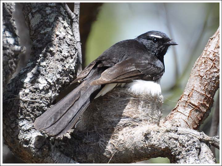 Willie Wagtail nest.
