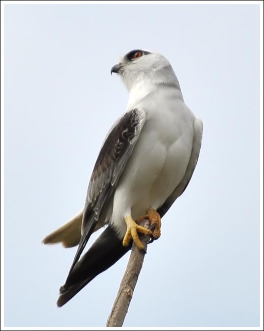 Black-shouldered Kite.
