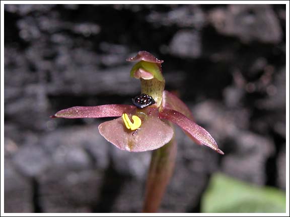 Dainty Wasp Orchid.
Chiloglottis trapeziformis.
