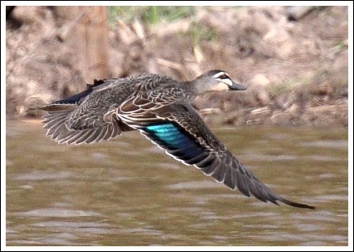 Pacific Black Duck.
On the wing.
