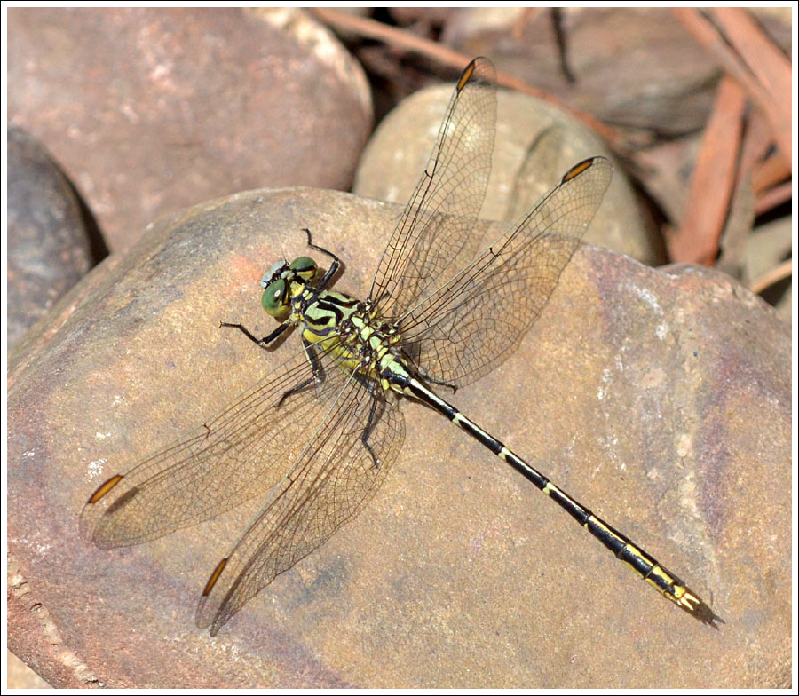 Yellow-striped Hunter.
Austrogomphus guerini.

