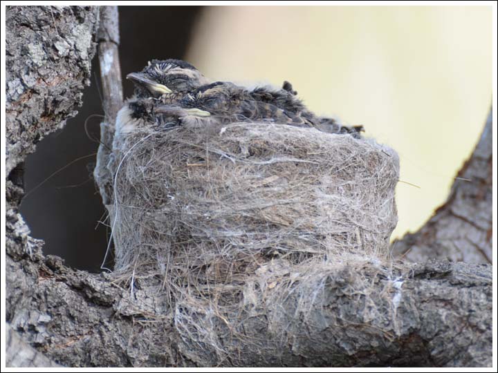 Willie Wagtail nest.
