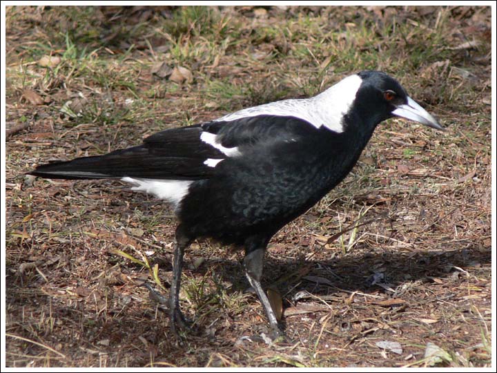 Australian Magpie.
