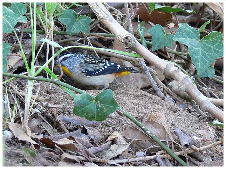 Spotted Pardalote.
At nest burrow.
