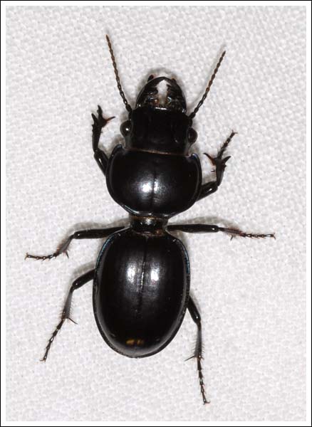 A ground beetle.
Carab species.
