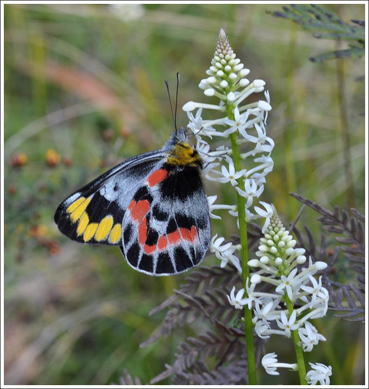 Imperial White.
Delias harpalyce.
Nectaring on Stackhousia monogyna.
