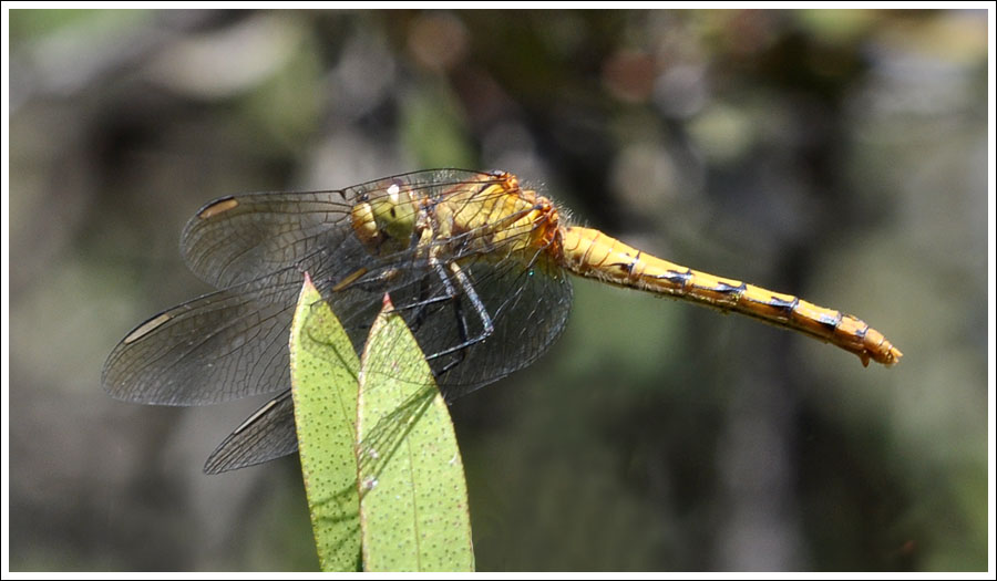 Black-faced Percher.
Female.
Diplacodes melanopsis.

