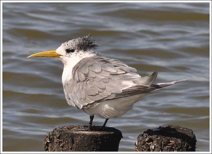 Crested Tern.
Banded bird.
