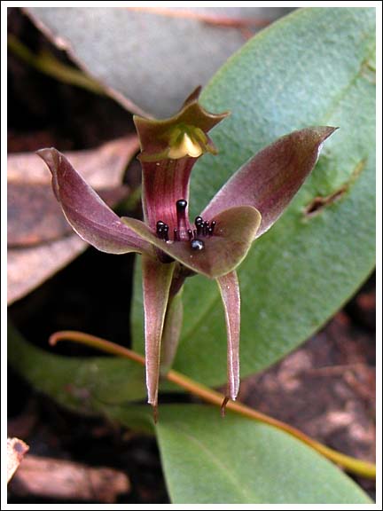Common Bird Orchid.
Chiloglottis valida.
