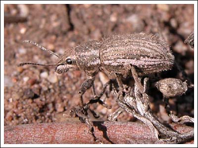 Eucalypt weevil.
