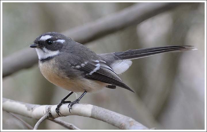 Grey Fantail.
