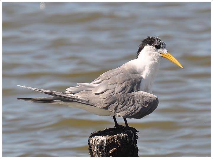 Crested Tern.
