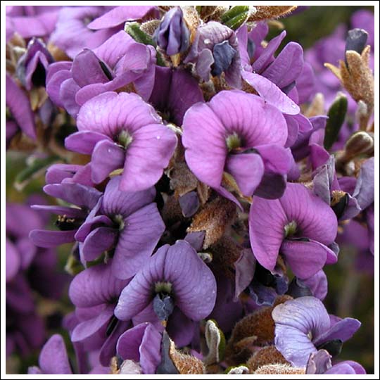 Alpine Hovea.
Hovea longifolia var. montana.
