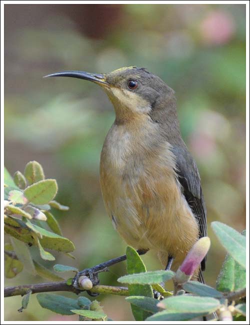 Eastern Spinebill.
Immature.
