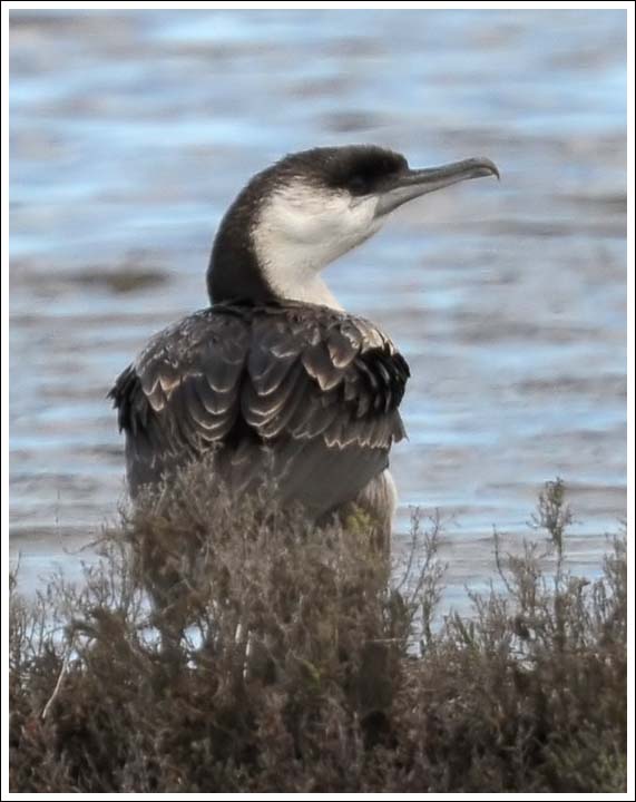 Blacl-faced Cormorant, immature.
At the Track Seven causeway, Loch Sport, unusual to find one here.
