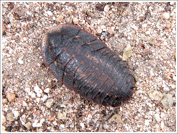 Flat cockroach.
A flat native cockroach.
