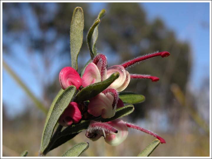 Wooly Grevillea.
Grevillea lanigera.
