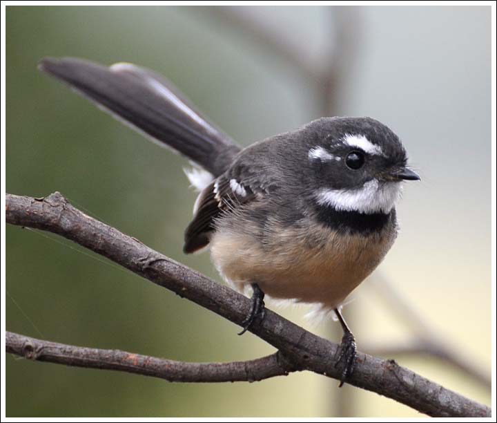 Grey Fantail.
