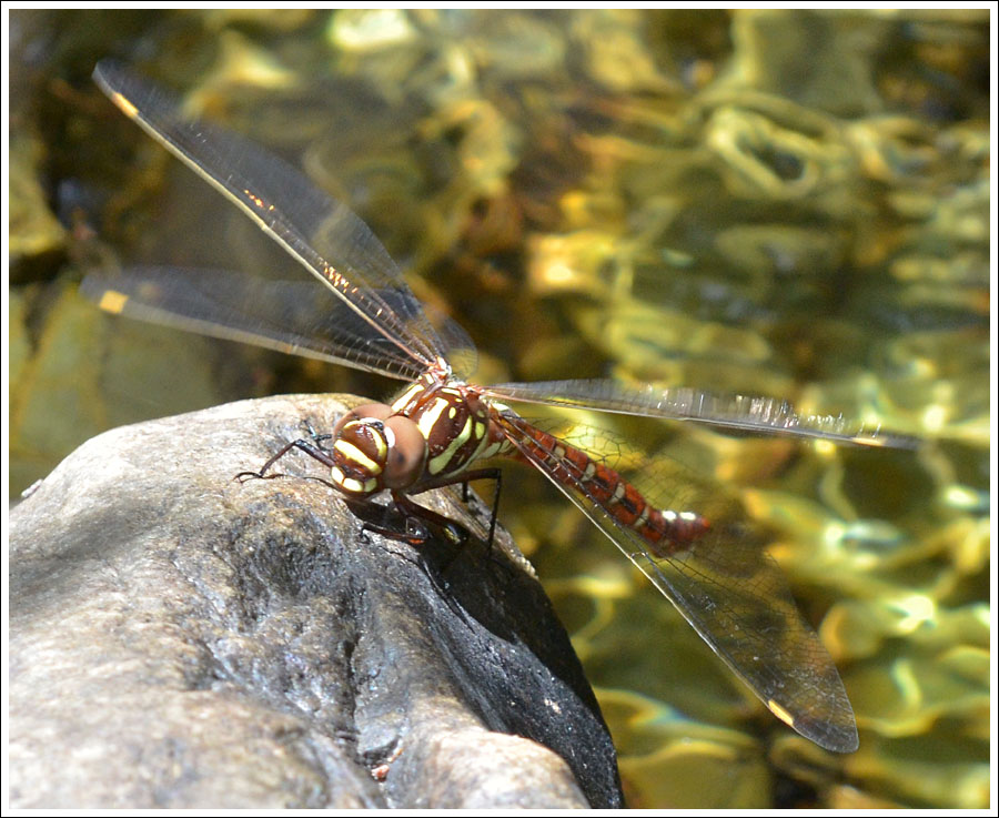 Forest Darner.
Austroaeschna pulchra.
