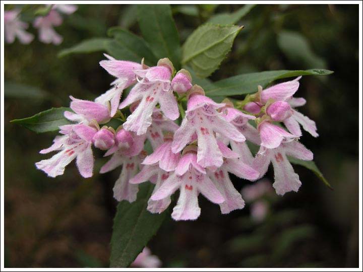 Victorian Christmas-bush.
Pink form of Prostanthera lasianthos.
