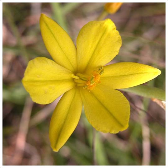 Bulbine Lily.
Bulbine bulbosa.
