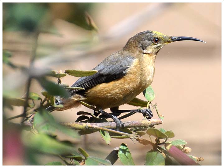 Eastern Spinebill.
Feeding in hybrid correas.
