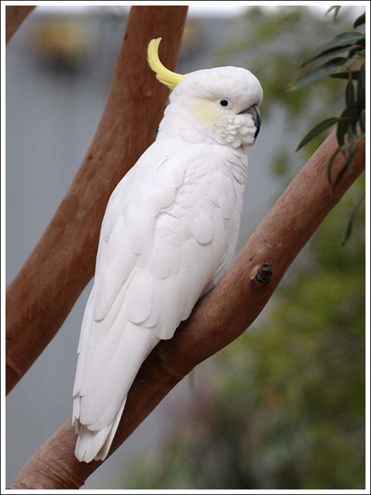 Sulphur-crested Cockatoo.
