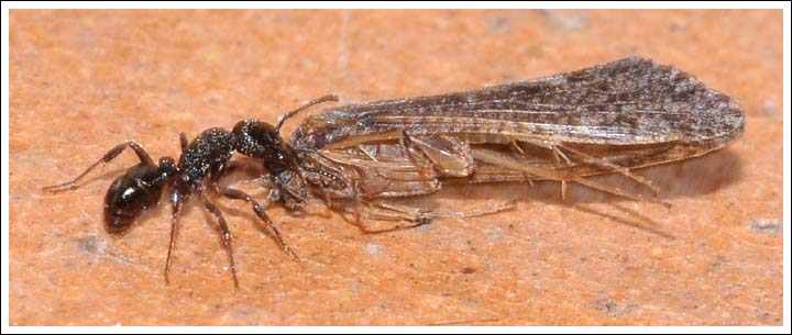 Ant with moth.
