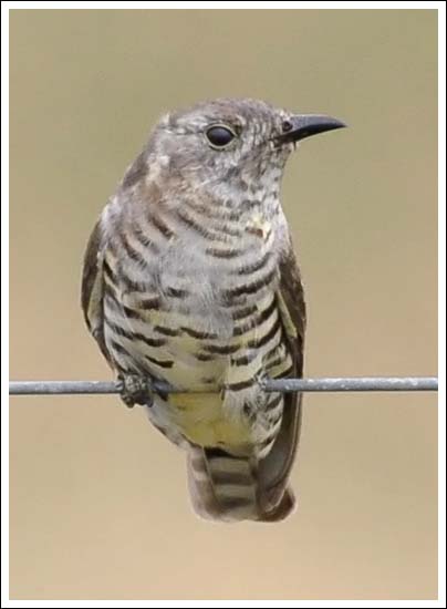 Horsfield's Bronze-Cuckoo
