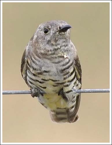 Horsfield's Bronze-Cuckoo
