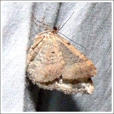 Epyaxa subidaria
This species often holds its wings closed, butterfly-like.
