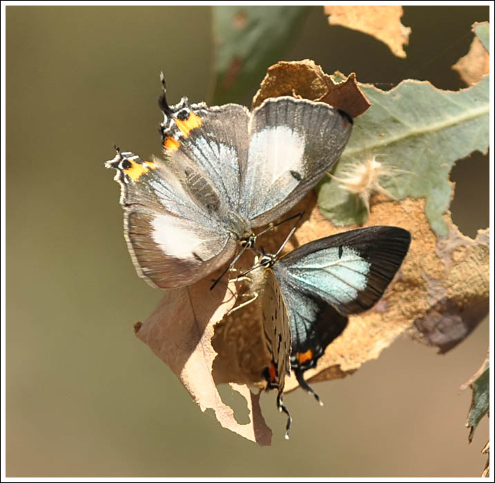 Common Imperial Blue.
Jalmenus evagorus.
