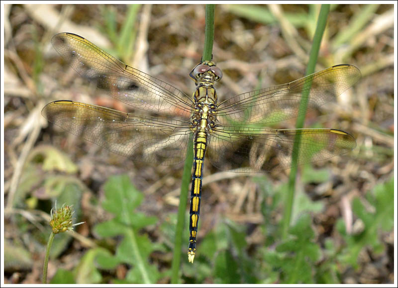 Blue Skimmer.
Orthetrum caledonicum.
