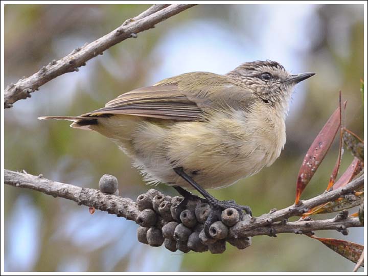 Yellow Thornbill.
