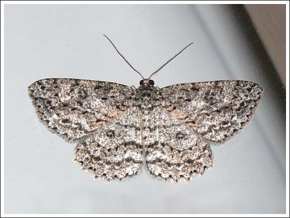 Possibly Ectropis fractaria.
